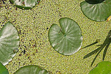 恐怖黑暗钓鱼冒险新作《DREDGE》发布NS试玩版